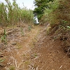 Plants: image 103 Of 208 Thumb